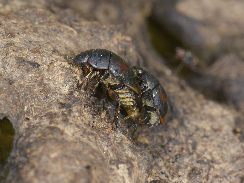 Sphaeridium scarabaeoides?